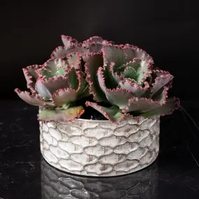 Large Succulent Purple